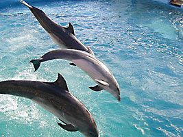 The Aquarium Is Just 5 Minutes Away